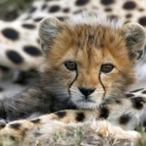 September Cheetah News