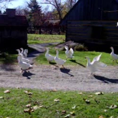 waddling geese