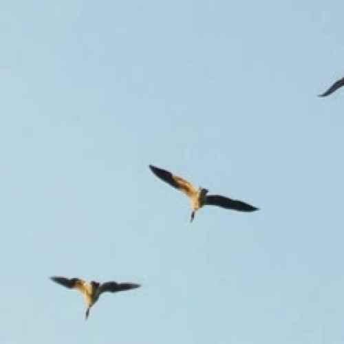 How the Duck Got its FIne Feathered Tail