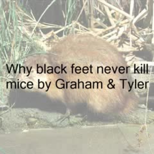 Why Black Feet Never Kill Mice