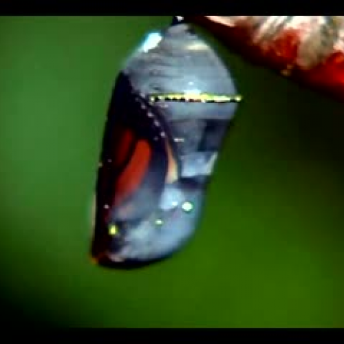 Life Cycle of a Butterfly