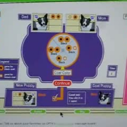 Using A Punnet Square