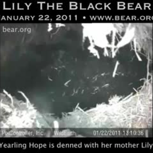 January 22, 2011 - First Glimpse of Lily's Cu