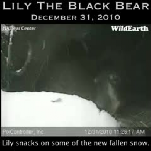 12-31-10 - Lily's Den Highlights