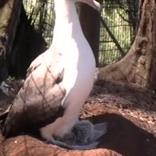 Albatross Life Cycle
