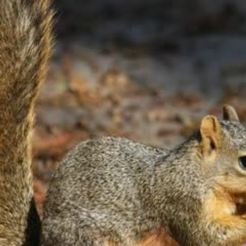 How The Man Found His Mate