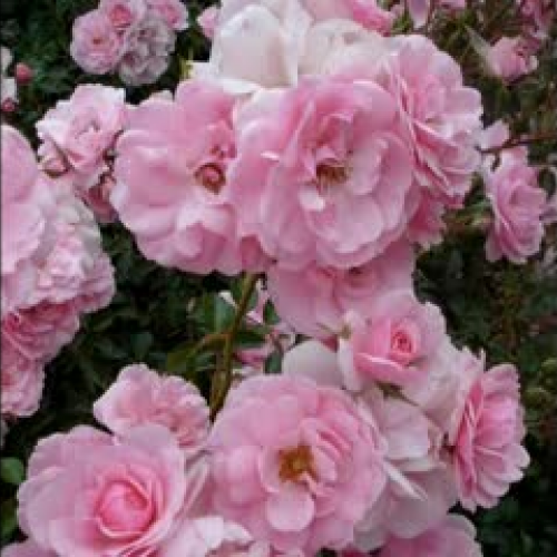 The Moon And The Great Snake