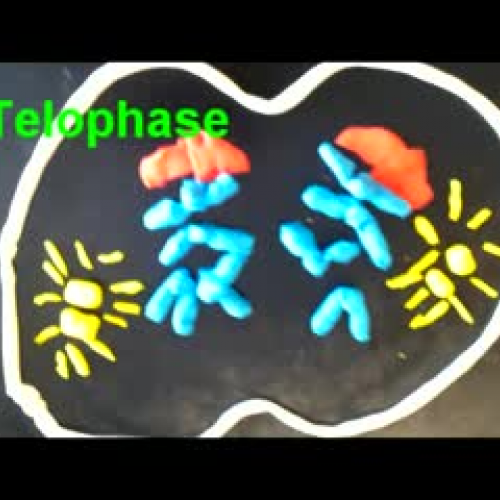 Stages of Mitosis Claymation