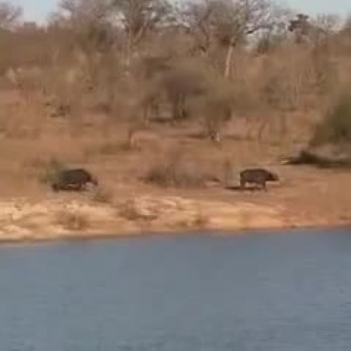 Battle at Kruger