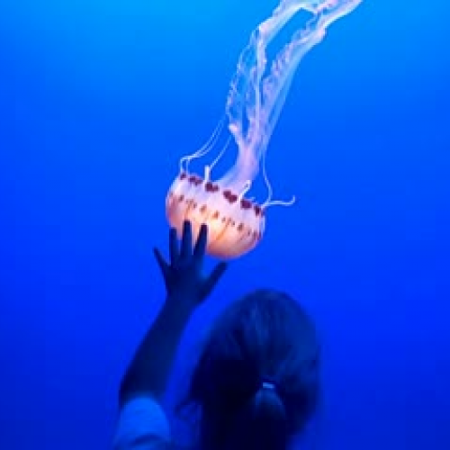 Jellyfish