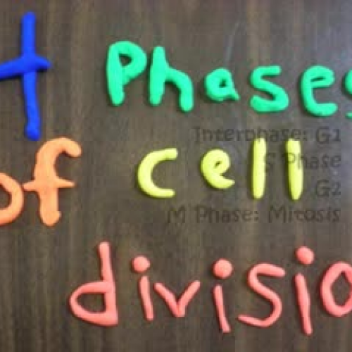 4 Phases of Cell Division