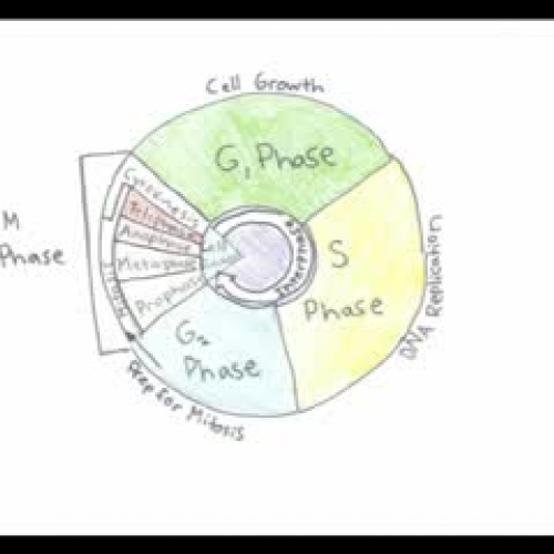 Cell Cycle - CV