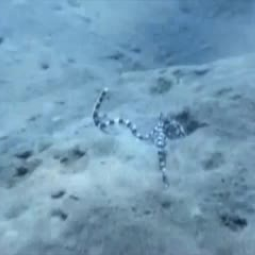 Edit 202 Sample Video