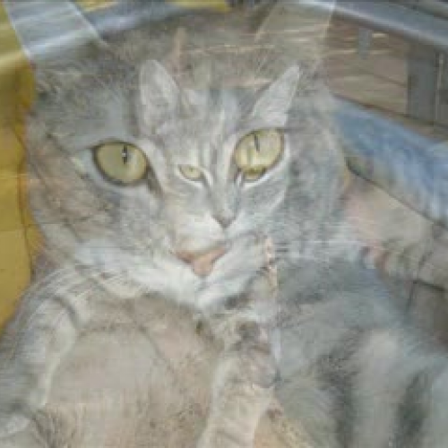 Our Place: My cat Bella