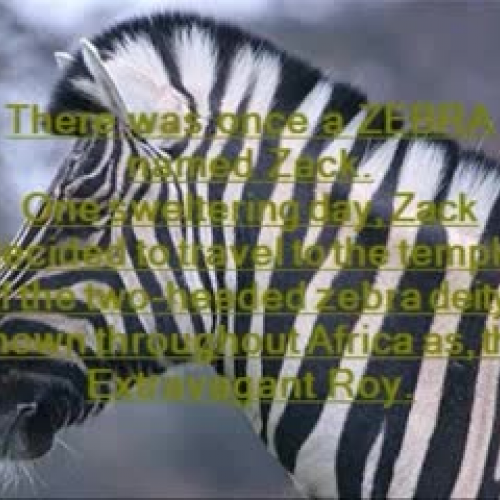 A zebra’s pilgrimage