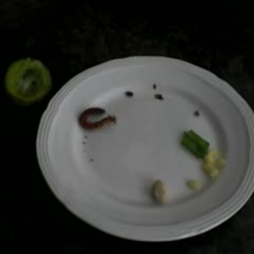 7.04 seeds and plants