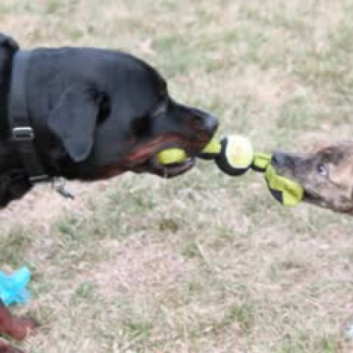 Introduction to Genetics