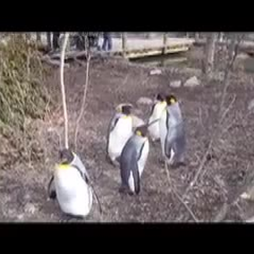 Penguins Dialogue