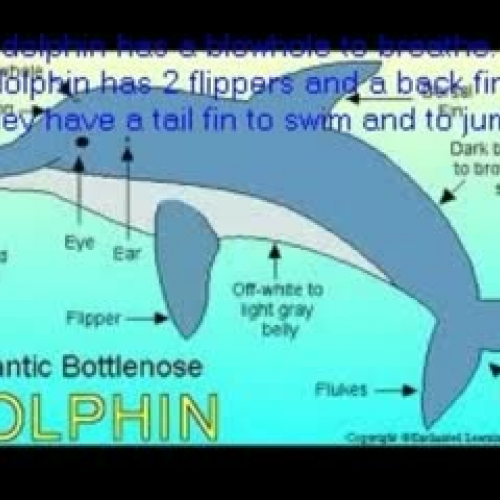 All About Dolphins