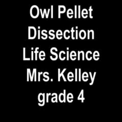 Owl Pellets