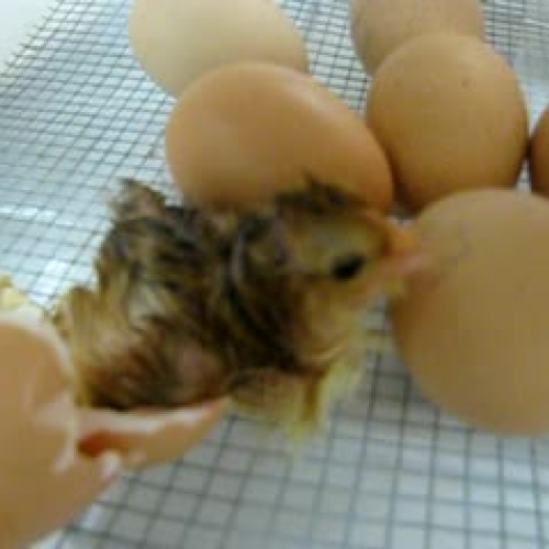 Baby Chick