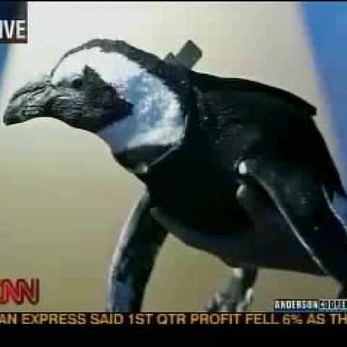 Pierre the Penguin Gets a Wetsuit