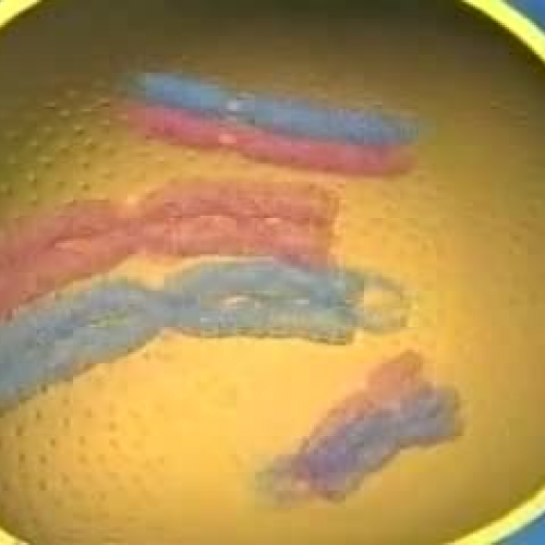 Meiosis Video 1