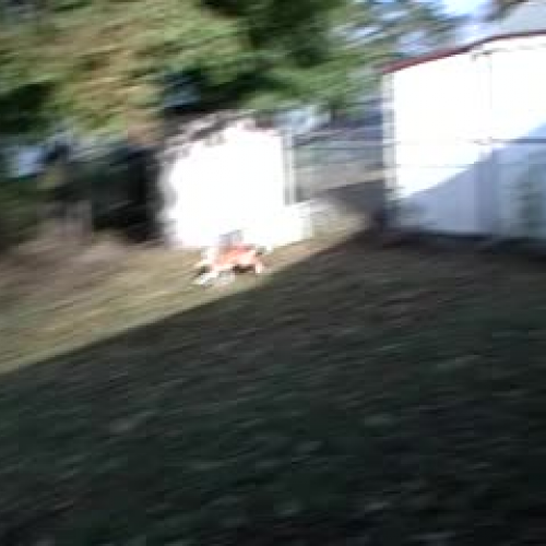 Caspian in back yard