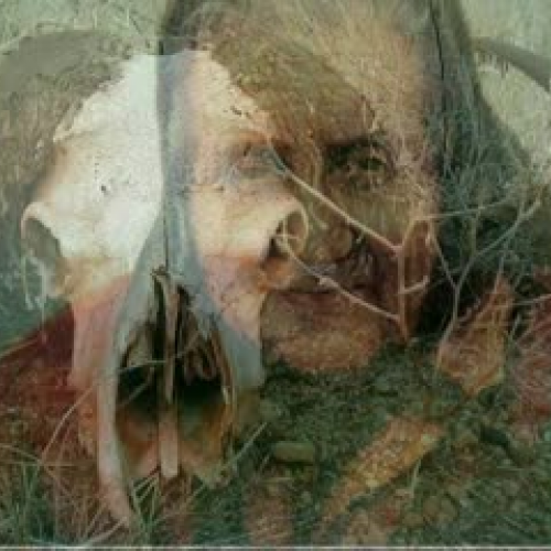 Why Black Feet Never Kill Mice