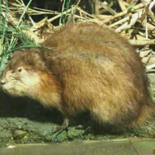 Why Blackfeet Never Kill Mice