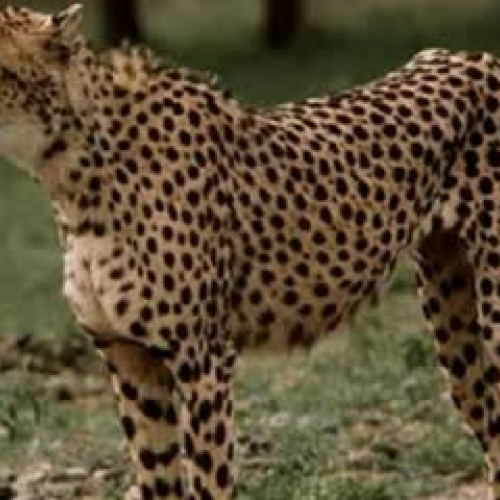 Cheetah