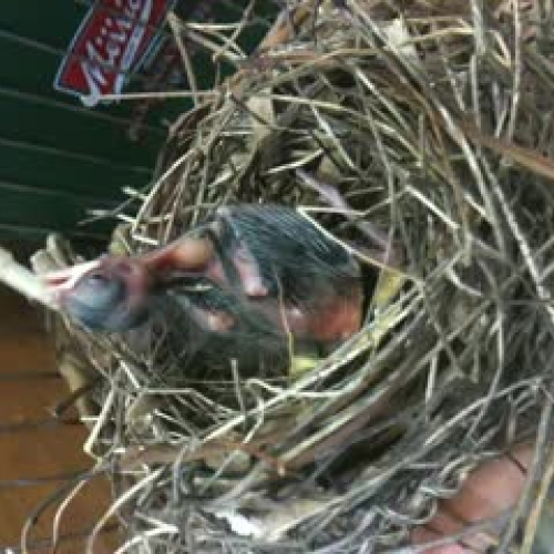 Pre-K Rescues Baby Bird