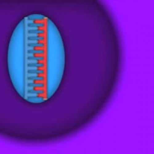 Protein Synthesis Animation