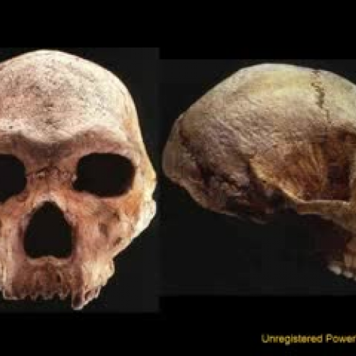 Hominid Fossil Evidence Part #2