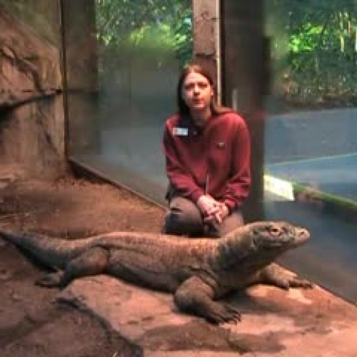 Meet Smaug the Komodo Dragon