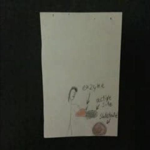 Period 2 Enzyme Flipbooks