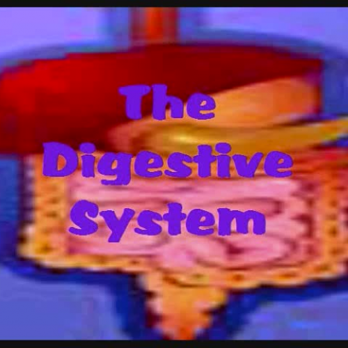 Digestive System