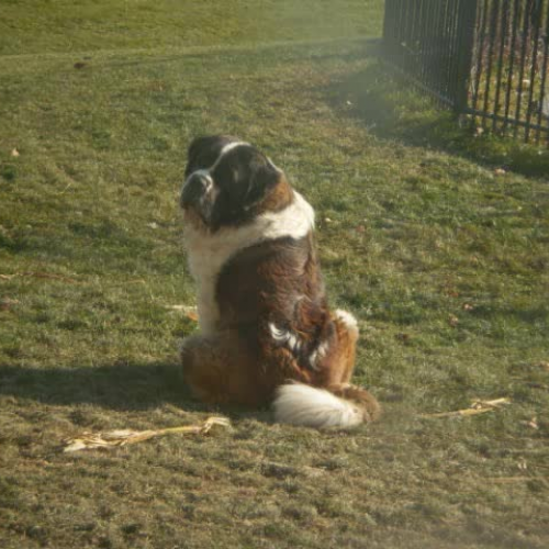 How to take Care of your saint Bernard!!