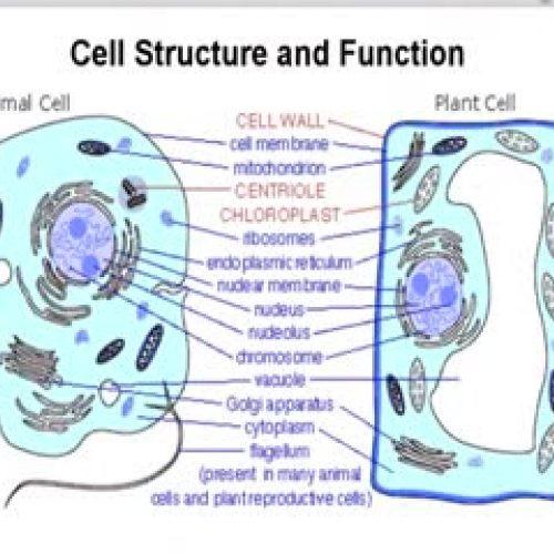 Cell Factory Comparison