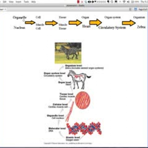 Organelle, Cell, Tissue, Organ