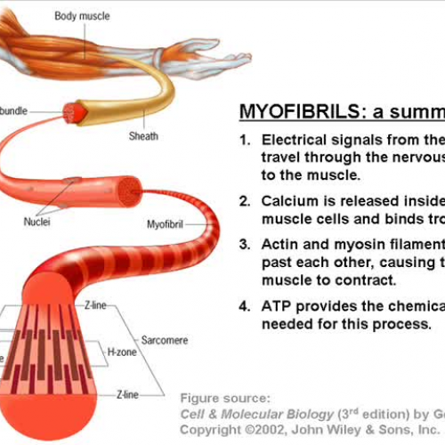 Myofibrils