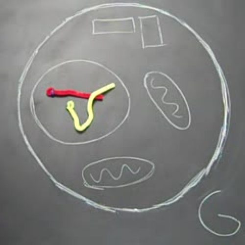 The Cell Cycle VI
