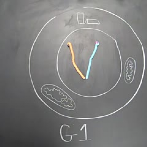 The Cell Cycle III