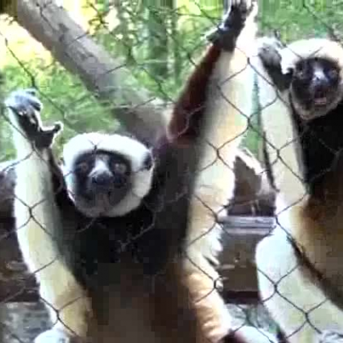 Coquerel's Sifaka