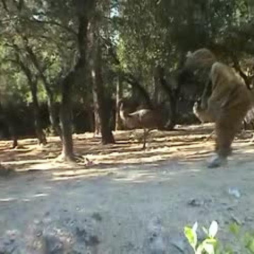 Remi Gaillard Kangaroo
