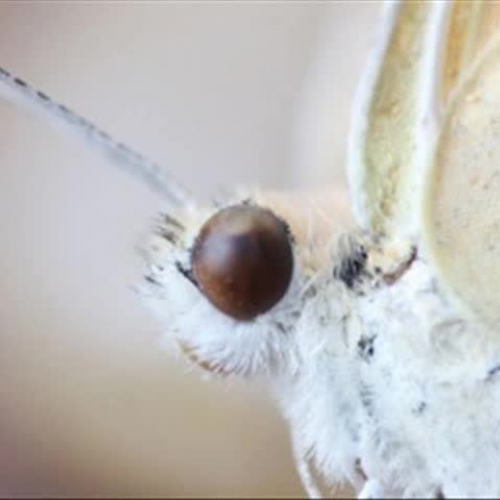 Butterfly point of view