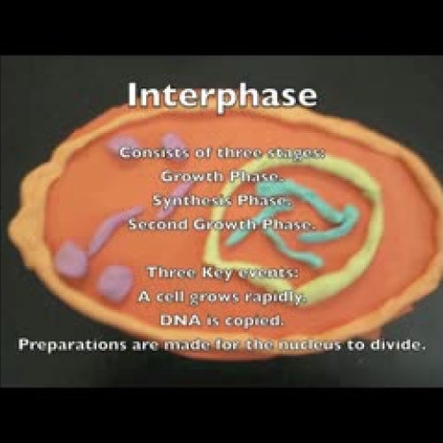 Mitosis para la clase de biología
