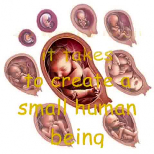 fetal development