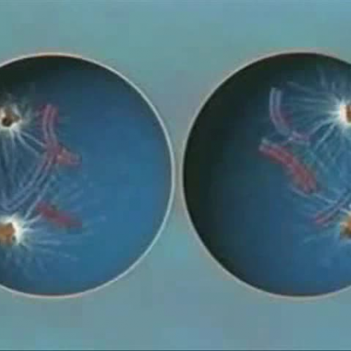 EDIT 202 Sample Video