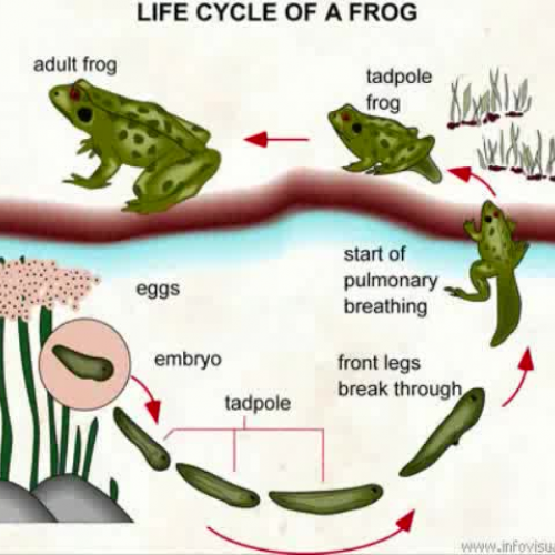 Frog Life Cycle